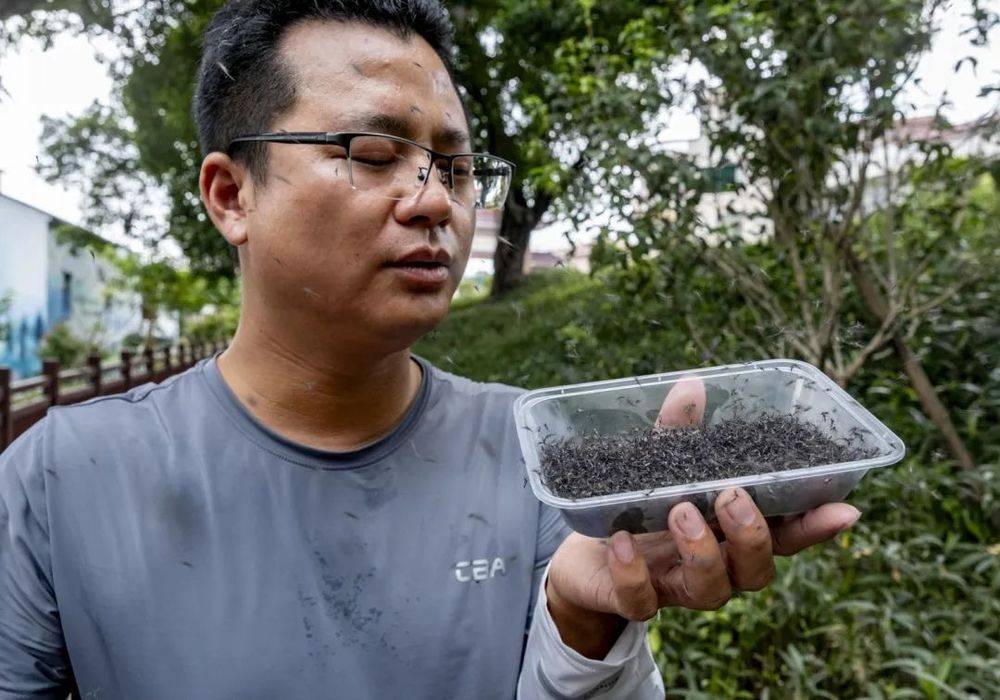 以蚊治蚊，广州这个村每周放出三五十万只蚊子！还有一群“专业放蚊子”的人